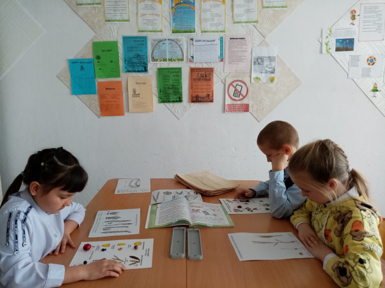 Урок окружающего мира (3 класс).