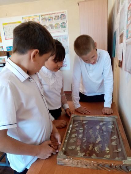 Загадочный мир бабочек (4 класс).
